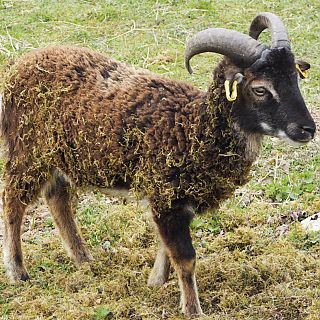 Stolzer junger Vater 2019