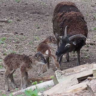 Schloss Höfling, Familie Soay Schaf