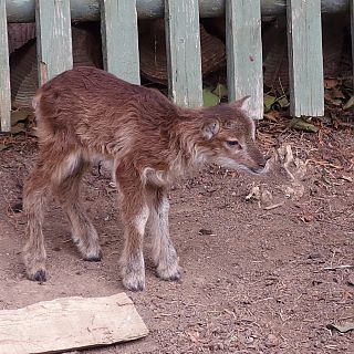 Schloss Höfling, Familie Soay Schaf