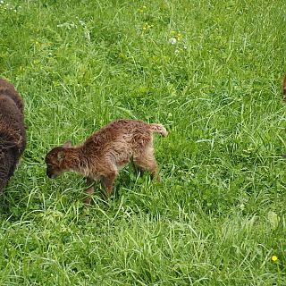 Schloss Höfling, Familie Soay Schaf