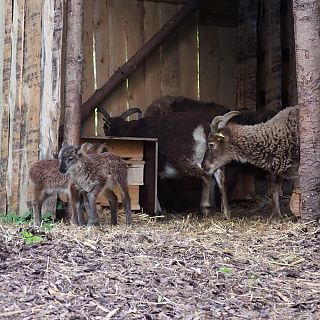 Schloss Höfling, Familie Soay Schaf