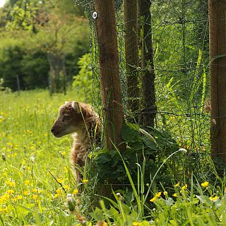 Schloss Höfling, Familie Soay Schaf
