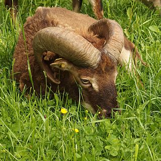 Schloss Höfling, Familie Soay Schaf