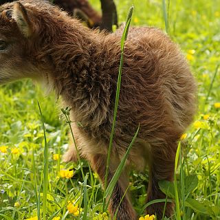 Schloss Höfling, Familie Soay Schaf