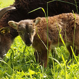Schloss Höfling, Familie Soay Schaf