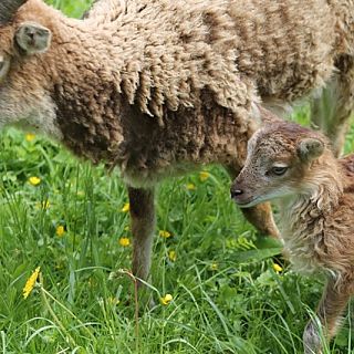 Schloss Höfling, Familie Soay Schaf