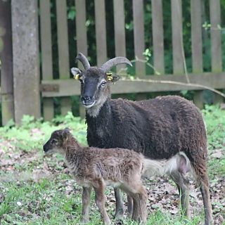 Schloss Höfling, Familie Soay Schaf