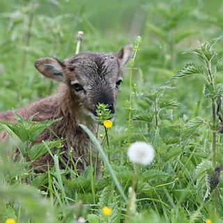 Schloss Höfling, Familie Soay Schaf
