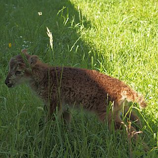 Schloss Höfling, Familie Soay Schaf