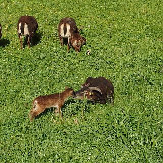 Schloss Höfling, Familie Soay Schaf