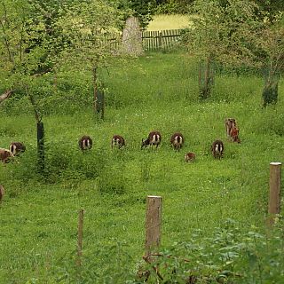 Schloss Höfling, Familie Soay Schaf