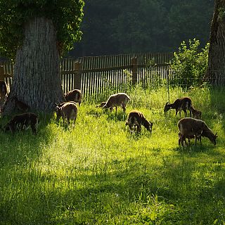 Schloss Höfling, Familie Soay Schaf