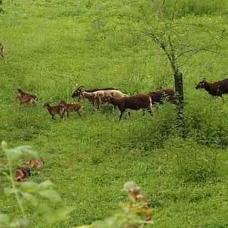Schloss Höfling, Familie Soay Schaf