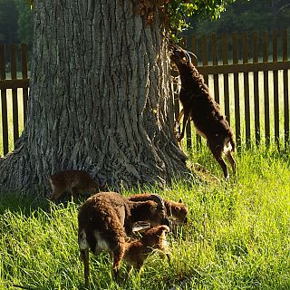 Schloss Höfling, Familie Soay Schaf