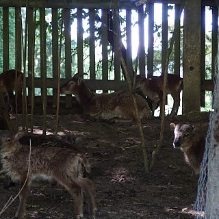 Schloss Höfling, Familie Soay Schaf