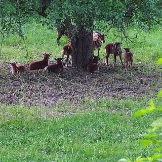 Schloss Höfling, Familie Soay Schaf