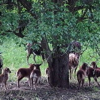 Schloss Höfling, Familie Soay Schaf
