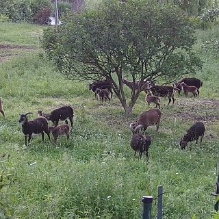 Schloss Höfling, Familie Soay Schaf