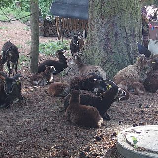 Schloss Höfling, Familie Soay Schaf
