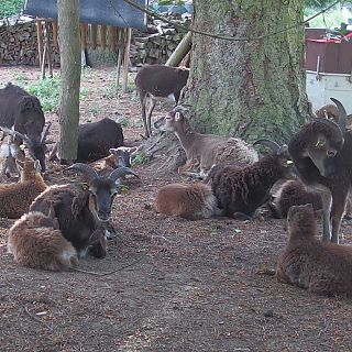 Schloss Höfling, Familie Soay Schaf