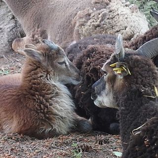 Schloss Höfling, Familie Soay Schaf