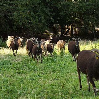 Schloss Höfling, Familie Soay Schaf