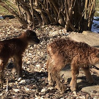 Schloss Höfling, Familie Soay Schaf