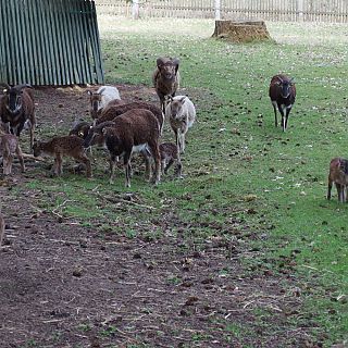 Schloss Höfling, Familie Soay Schaf