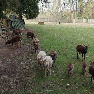 Schloss Höfling, Familie Soay Schaf