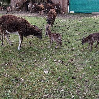 Schloss Höfling, Familie Soay Schaf