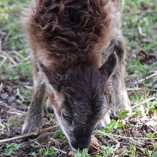 Schloss Höfling, Familie Soay Schaf