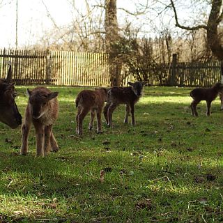 Schloss Höfling, Familie Soay Schaf