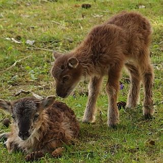 Schloss Höfling, Familie Soay Schaf