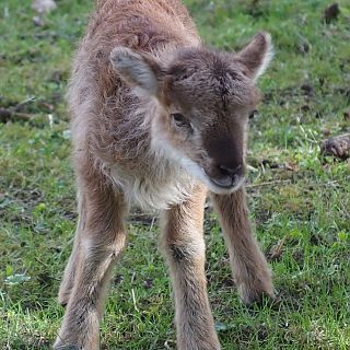 Schloss Höfling, Familie Soay Schaf